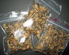 buy liberty caps mushrooms uk
