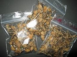 buy liberty caps mushrooms uk