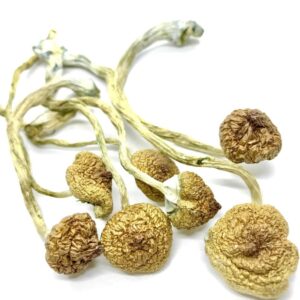 buy cambodian magic mushrooms in uk, cambodian mushrooms for sale uk
