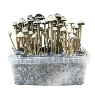 'COPELANDIA HAWAIIAN' GROW KIT