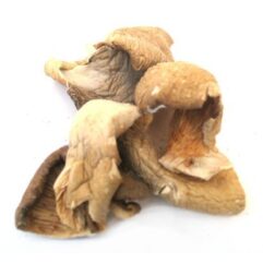 buy oyster mushrooms uk
