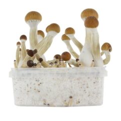 golden teacher grow kit, buy magic mushrooms grow kits uk