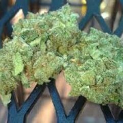 Northern Lights Weed UK