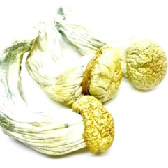 penis envy mushrooms, buy magic shrooms in uk