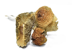 golden teacher mushrooms effects, golden teacher benefits, golden teacher characteristics