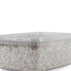 buy pes amazon magic mushroom grow kit for sale uk