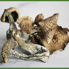 Dried Magic Mushrooms