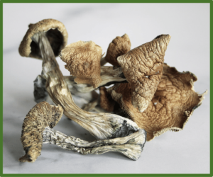 Golden Teacher Magic Mushrooms, magic shrooms, psilocybin