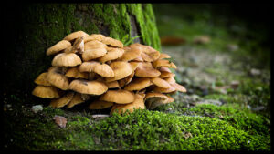 foraging for magic mushrooms