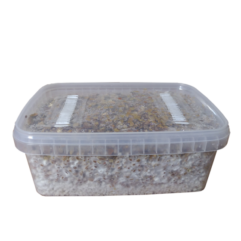 getmagic mexican magic mushrooms grow kit, how to grow magic mushrooms