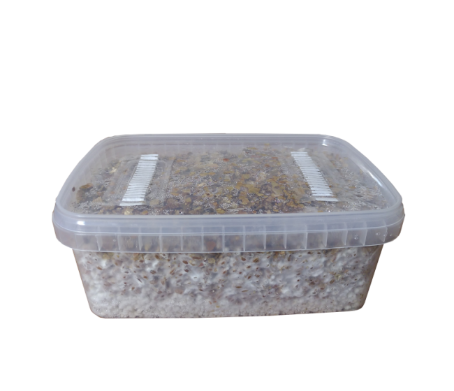 getmagic mexican magic mushrooms grow kit, how to grow magic mushrooms