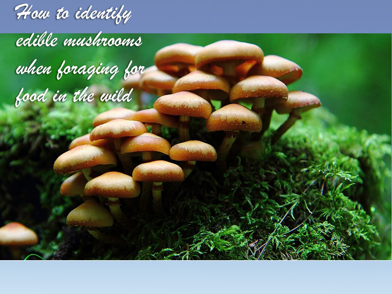 how to identify edible mushrooms