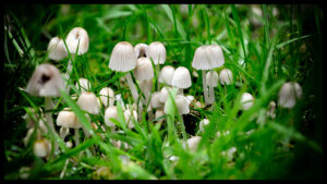 wild edible mushrooms