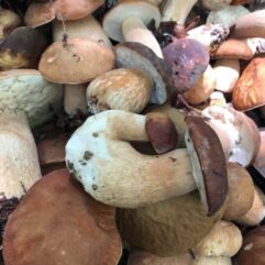 organic dried porcini mushrooms from bulgaria