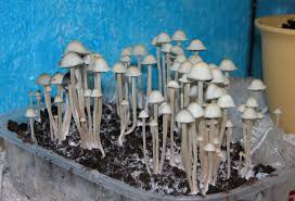 how to grow magic mushrooms in uk